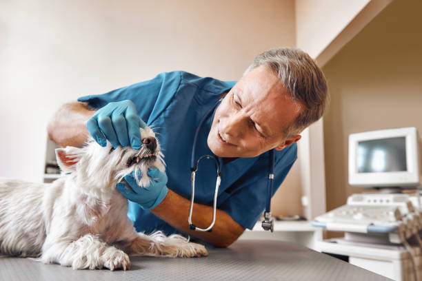 Best Emergency Denture Repair in Beaver, UT